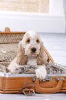 English Cocker Spaniel Puppy