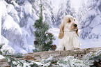 English Cocker Spaniel Puppy