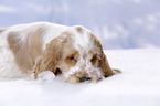 English Cocker Spaniel Puppy