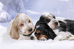 3 English Cocker Spaniel Puppies
