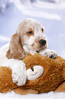English Cocker Spaniel Puppy