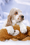 English Cocker Spaniel Puppy