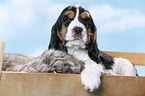 English Cocker Spaniel Puppy