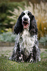 sitting English Cocker Spaniel