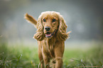 running English Cocker Spaniel