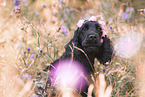 English Cocker Spaniel Portrait
