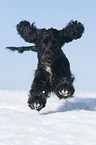 running English Cocker Spaniel