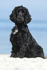 sitting English Cocker Spaniel