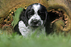English Cocker Spaniel Puppy