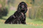 sitting English Cocker Spaniel