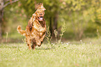running English Cocker Spaniel