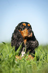 lying English Cocker Spaniel