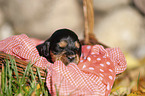 English Cocker Spaniel puppy in the basket