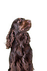 English Cocker Spaniel Portrait