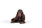 lying English Cocker Spaniel