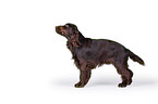 standing English Cocker Spaniel