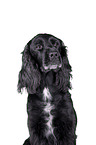 English Cocker Spaniel Portrait