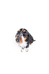 sitting English Cocker Spaniel
