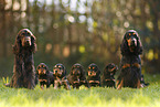 English Cocker Spaniel family