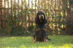 sitting English Cocker Spaniel