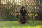 sitting English Cocker Spaniel