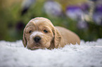 English Cocker Spaniel Puppy on sheepskin