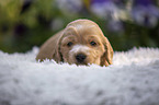 English Cocker Spaniel Puppy on sheepskin