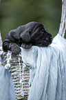 English Cocker Spaniel in a basket