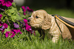 English Cocker Spaniel puppy in a bag