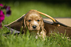 English Cocker Spaniel puppy in a bag