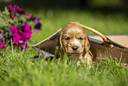 English Cocker Spaniel puppy in a bag