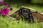 English Cocker Spaniel puppy in a bag