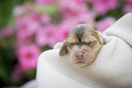 newborn English Cocker Spaniel puppy