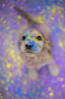 English Cocker Spaniel puppy with holi colours
