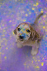 English Cocker Spaniel puppy with holi colours