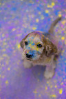 English Cocker Spaniel puppy with holi colours