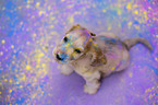 English Cocker Spaniel puppy with holi colours