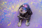 English Cocker Spaniel puppy with holi colours