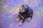 English Cocker Spaniel puppy with holi colours
