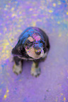 English Cocker Spaniel puppy with holi colours