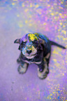 English Cocker Spaniel puppy with holi colours