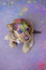 English Cocker Spaniel puppy with holi colours