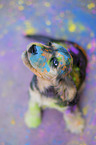 English Cocker Spaniel puppy with holi colours