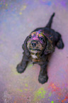 English Cocker Spaniel puppy with holi colours