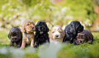 lying English Cocker Spaniel puppies