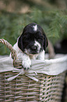 English Cocker Spaniel puppy in a basket