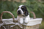 English Cocker Spaniel puppy in a basket