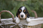 English Cocker Spaniel puppy in a basket