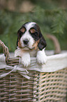 English Cocker Spaniel puppy in a basket