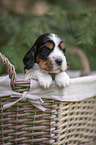 English Cocker Spaniel puppy in a basket